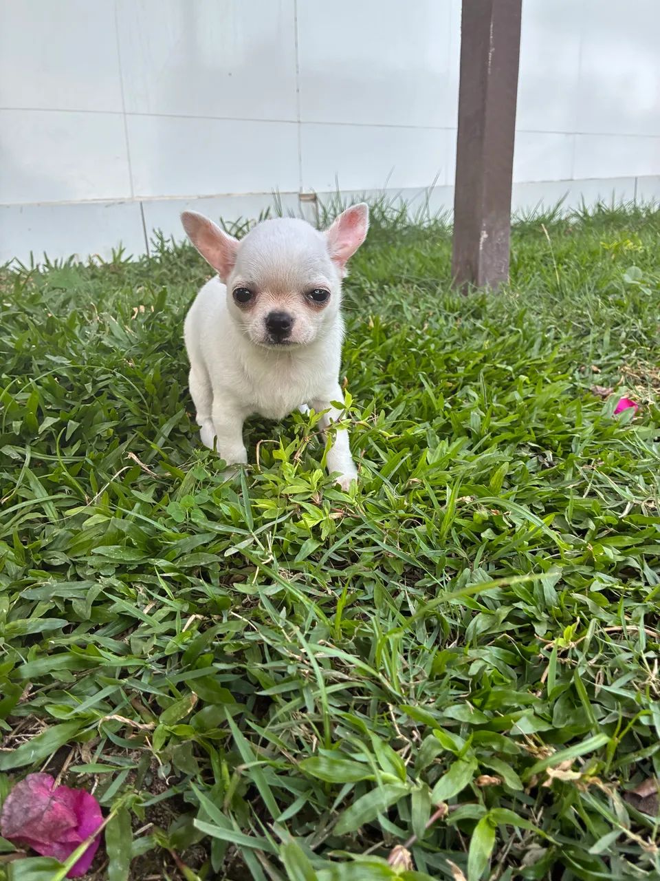Chihuahua macho - Foto 2