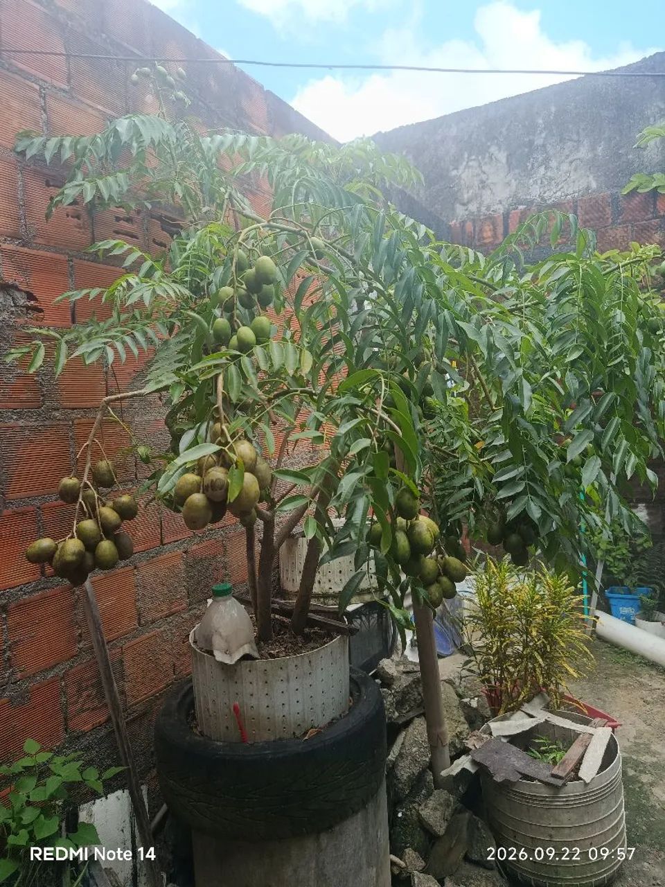 Mudinhas de cajá manga - Foto 2