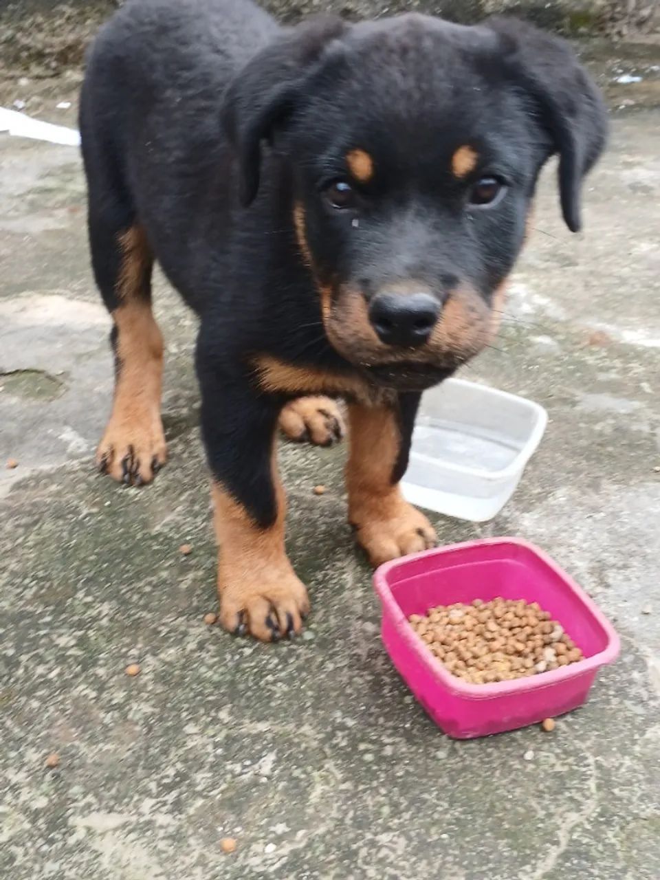 Venda de Rottweiler - Foto 3