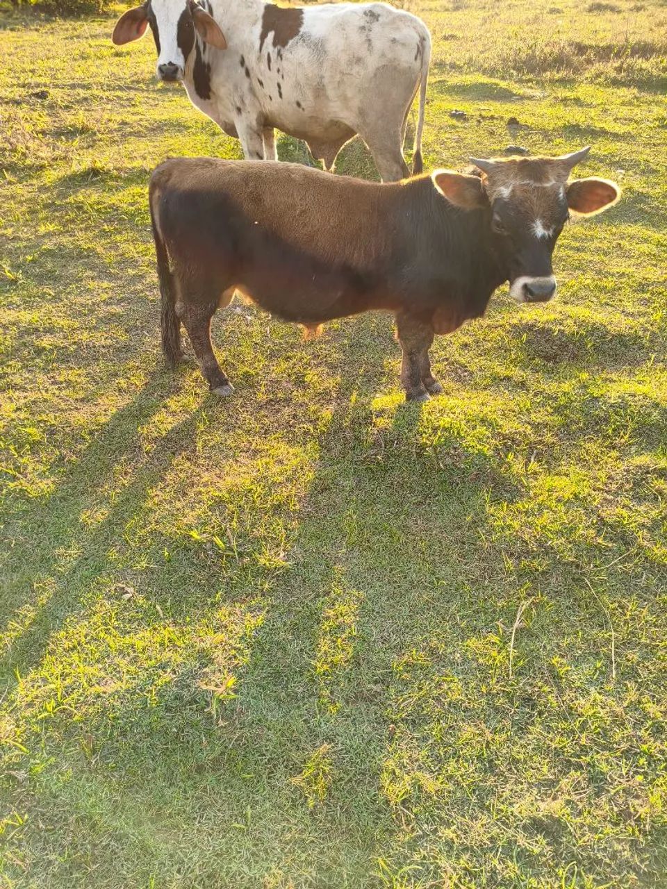 Mini boi bem pequeno 