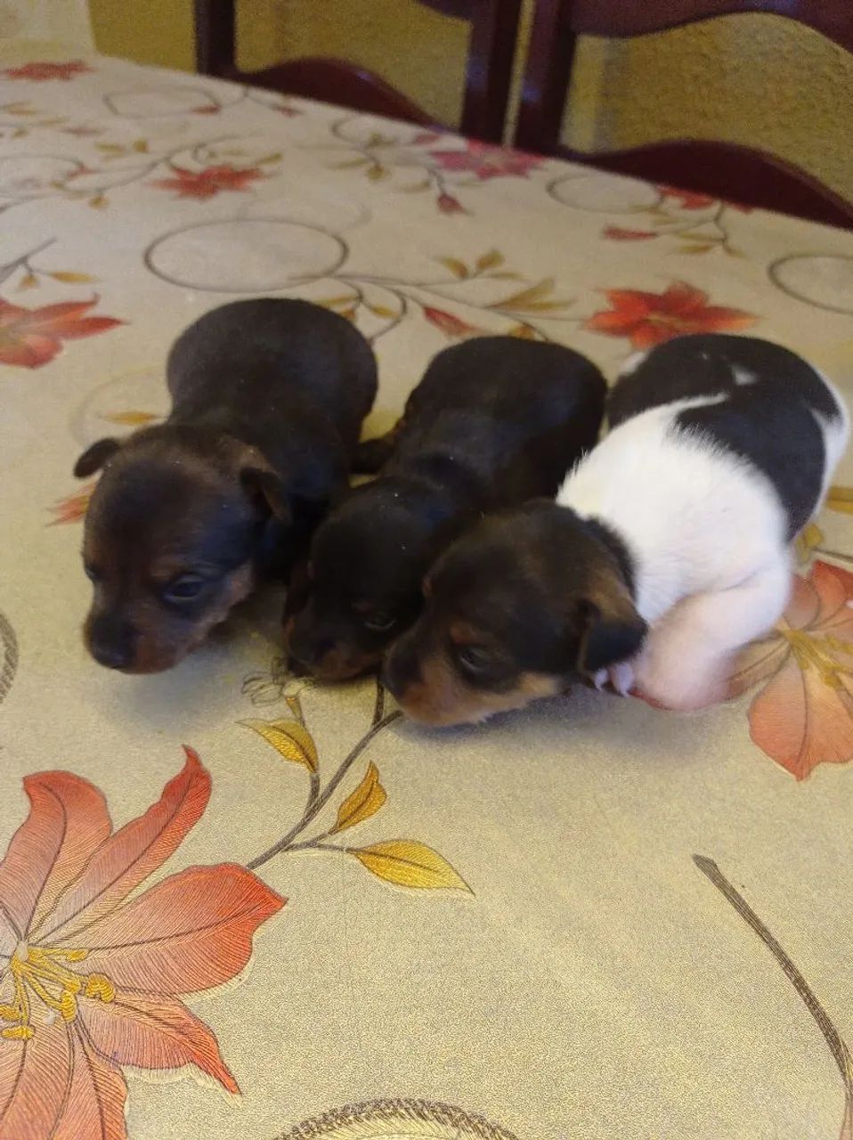 Pinscher  - Foto 5