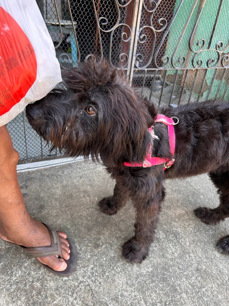 Doguinha - cachorrinha abandonada - Foto 4