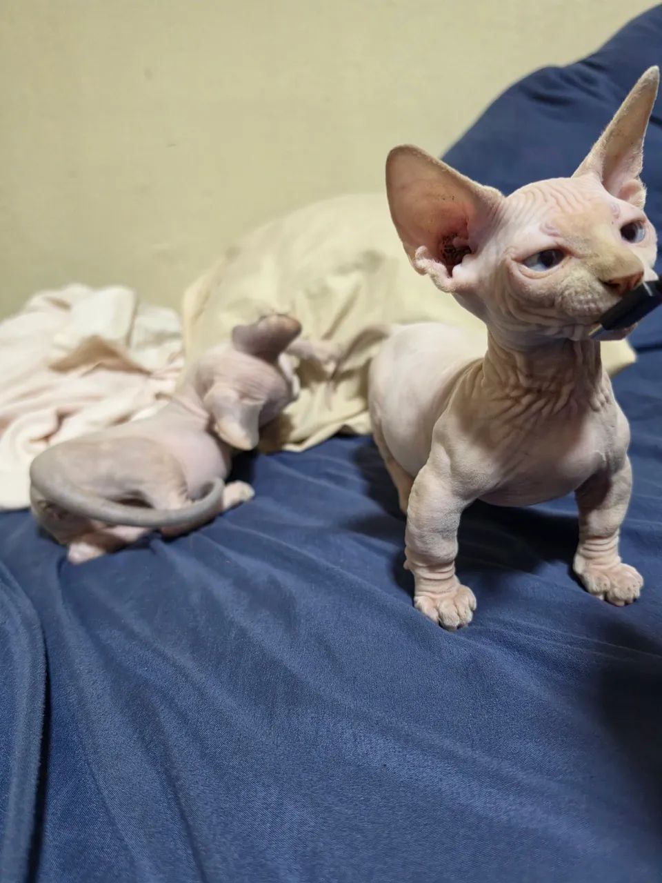 Sphynx bambino  - Foto 5