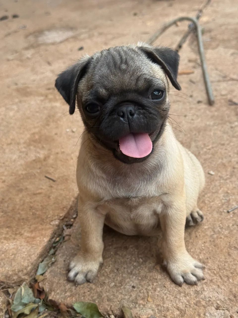 Pug - Foto 3