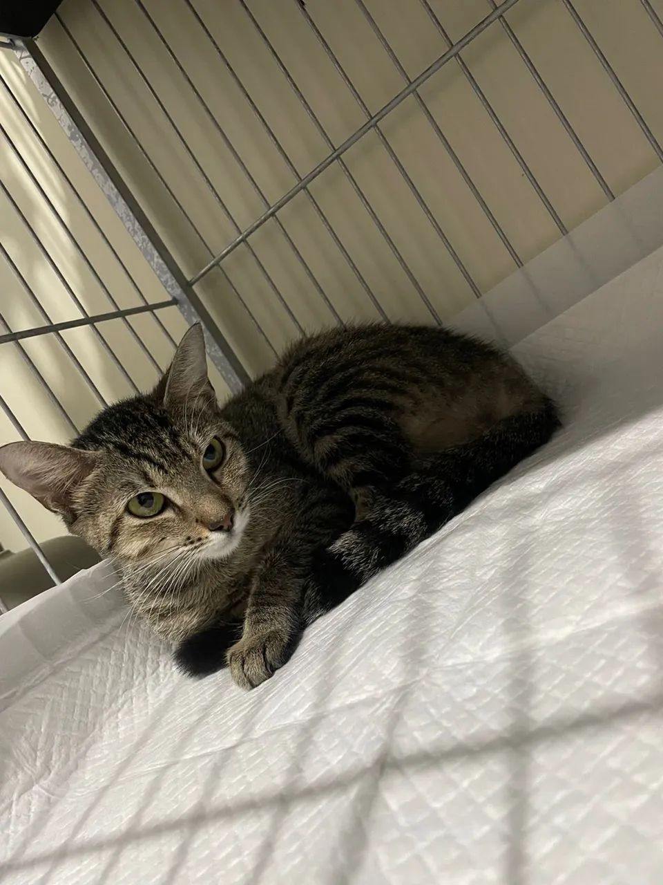 Gata castrada para adoção  - Foto 2