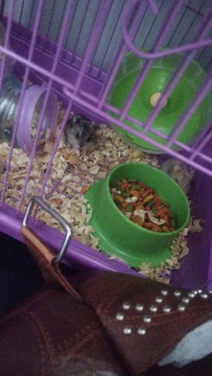 Hamsters anão russo  - Foto 6