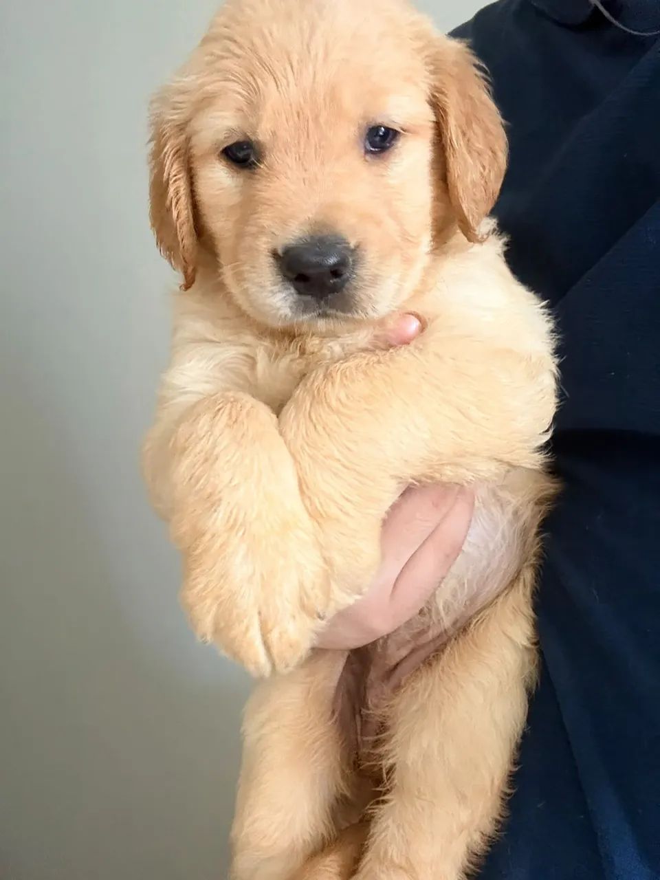 FILHOTES DE GOLDEN