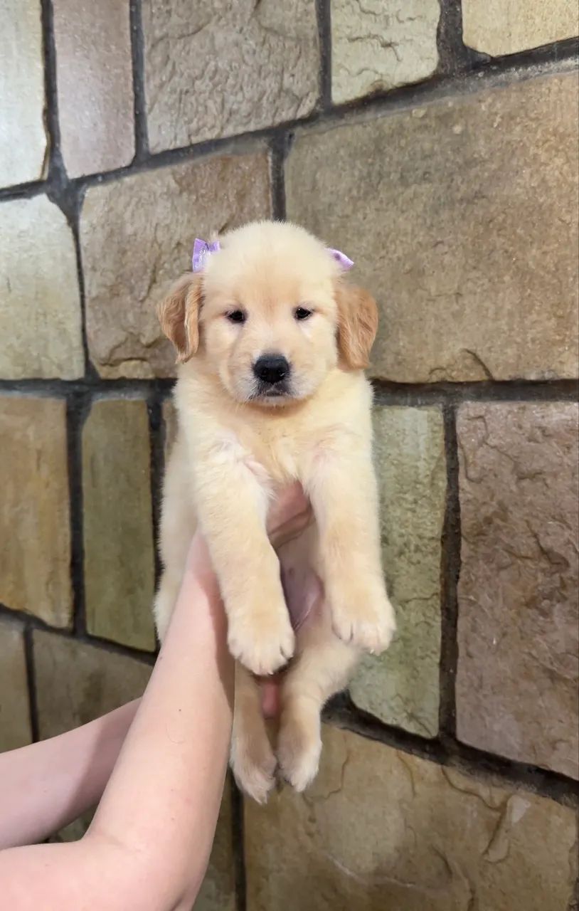 Filhote de Golden Retriever 