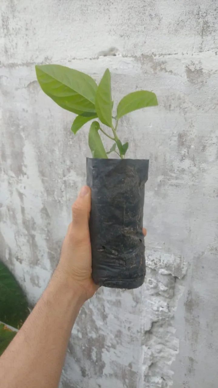 Mudas de maracujá 