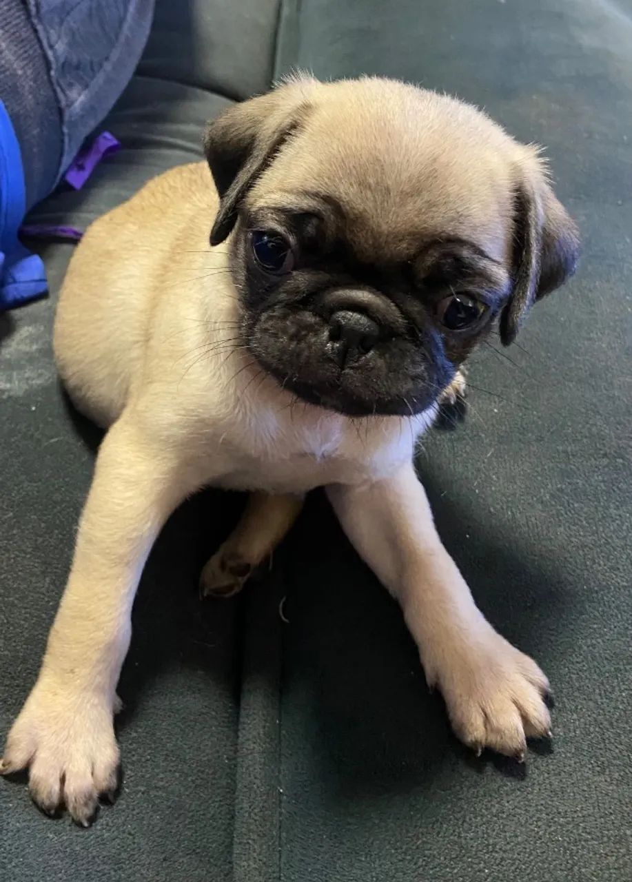 Filhote de Pug Fêmea - Vacinada e Vermifugada - Foto 2