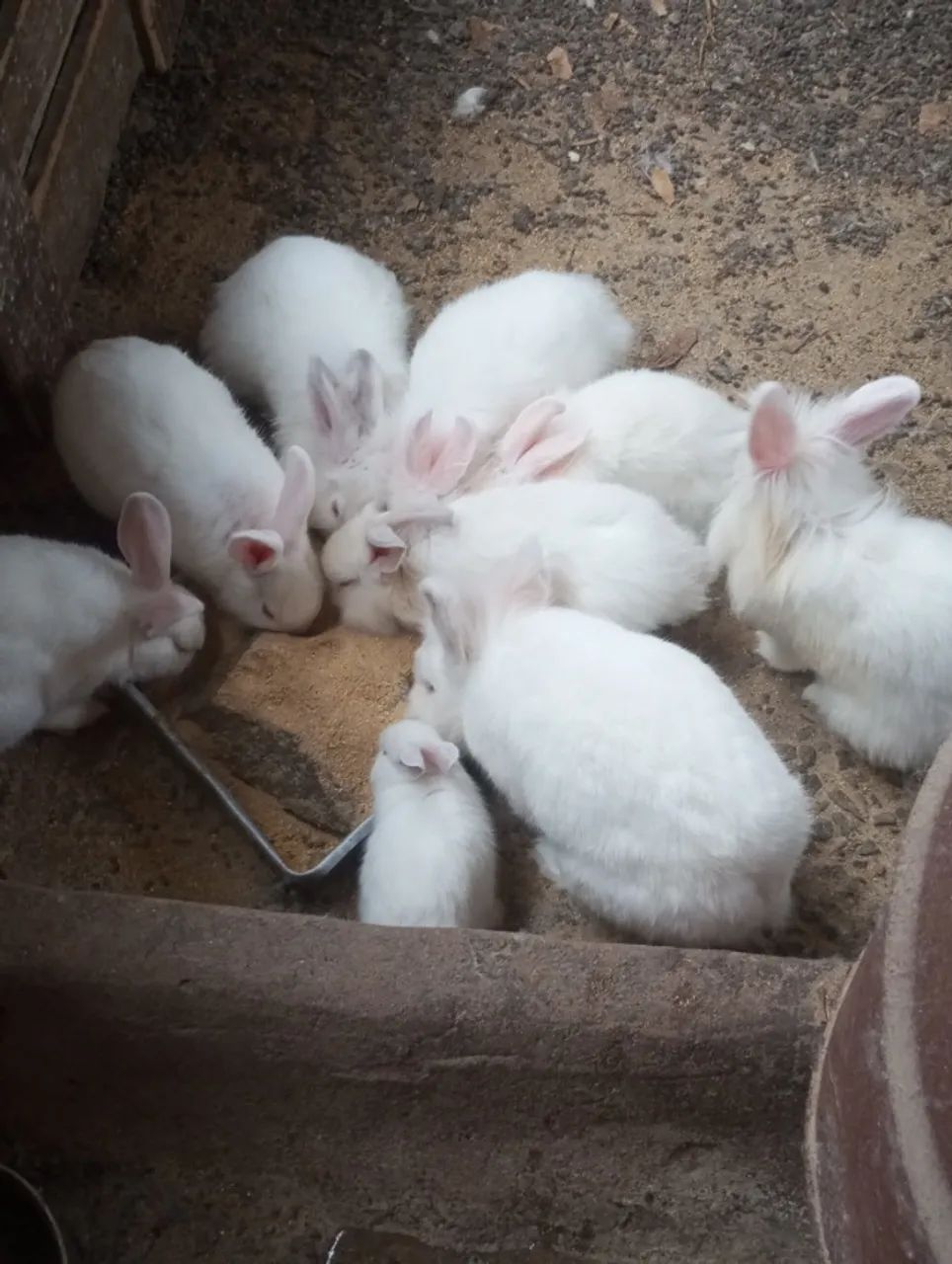 Coelhos  - Foto 2