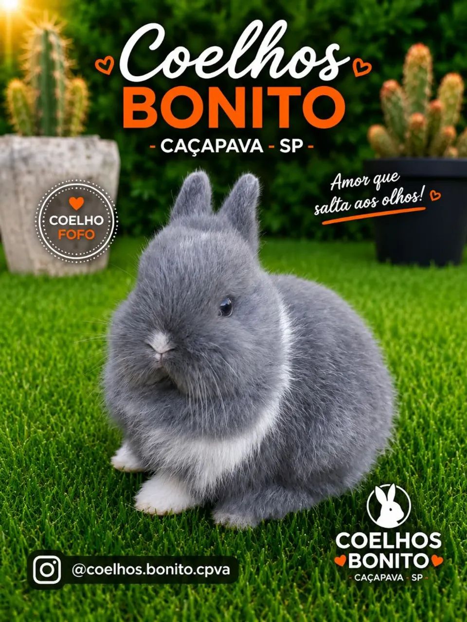 Coelho anão importado menor do mundo - Foto 2