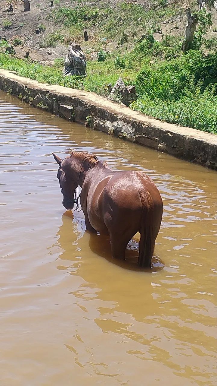 Cavalo a venda - Foto 5