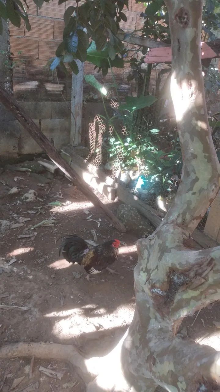 Galo