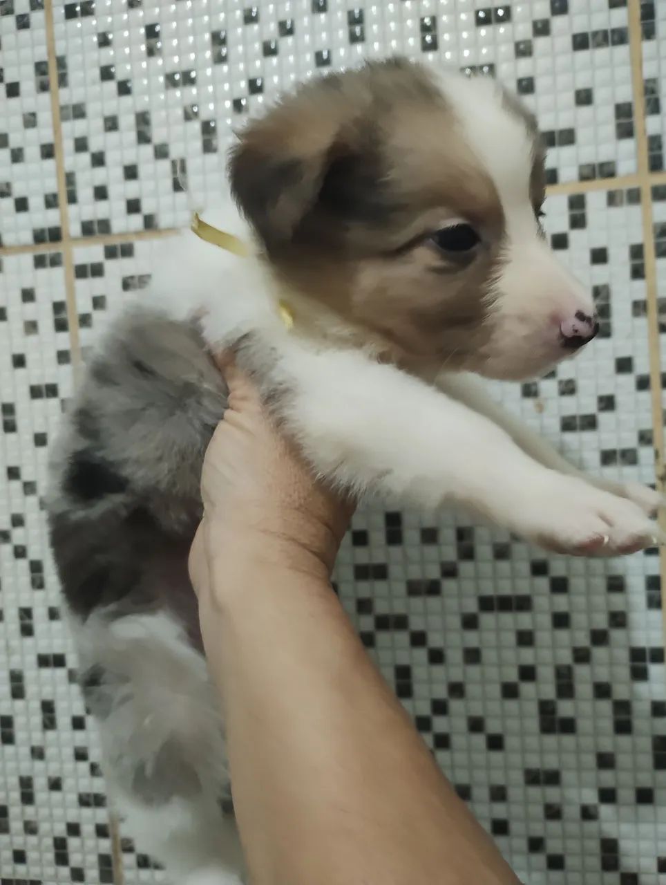 Boder cooler - Foto 2