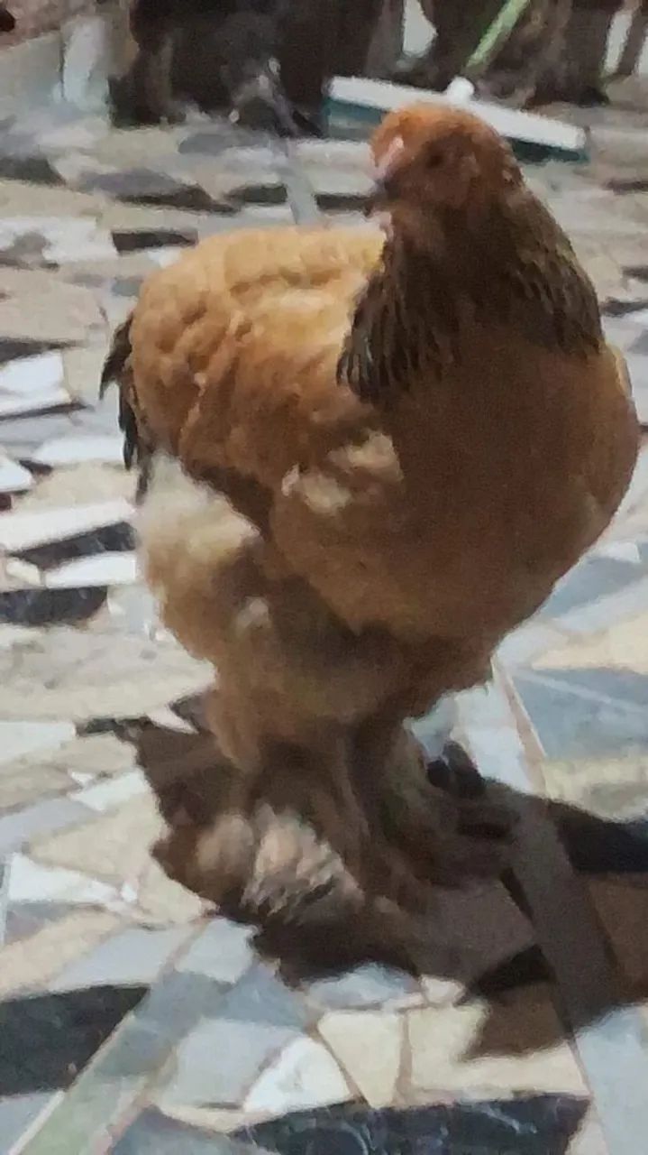 Galinhas da Raça Brahma Gigante  - Foto 3