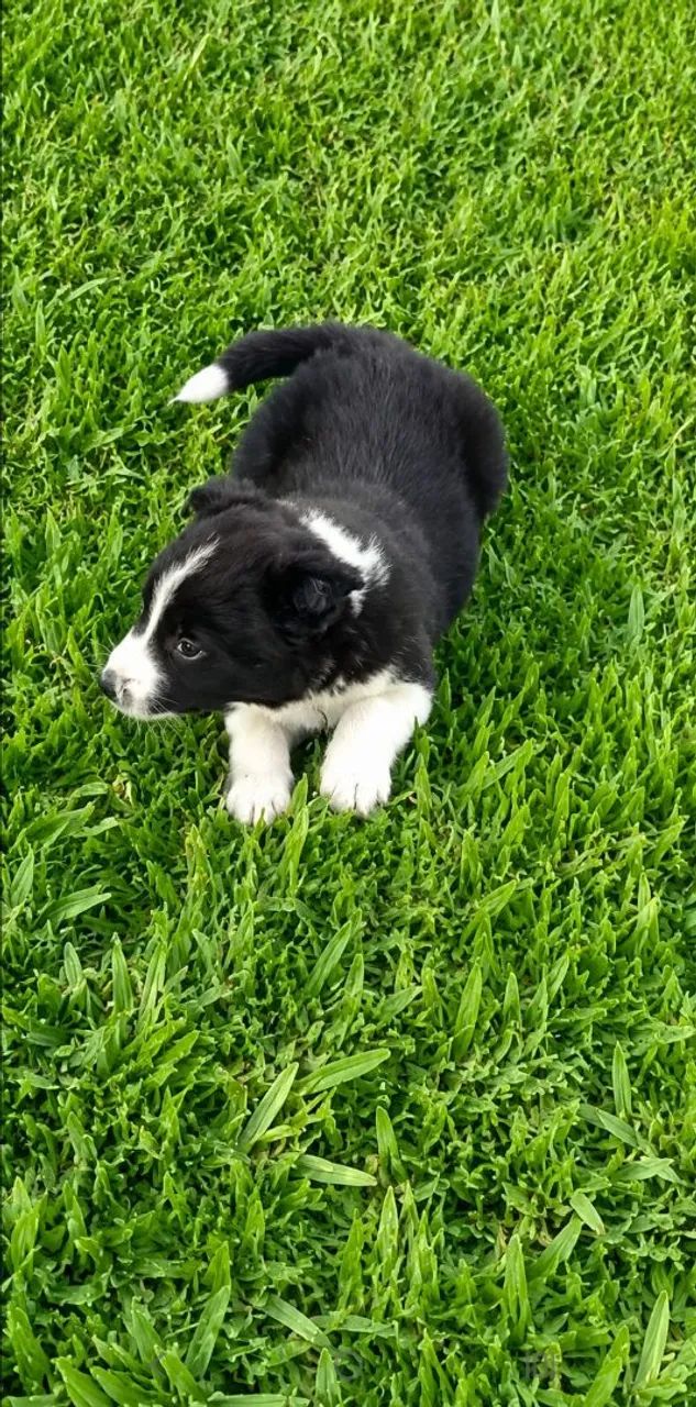 Border Collie macho - Foto 2
