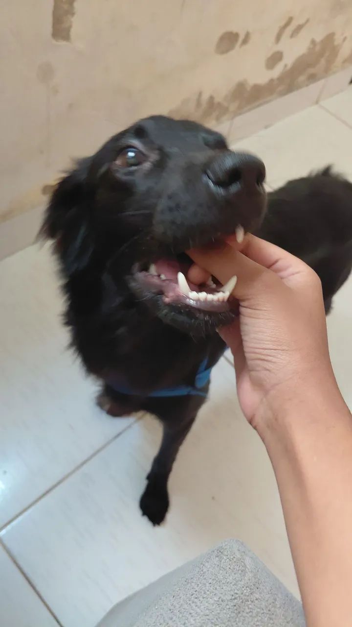 Adoção responsável  - Foto 2