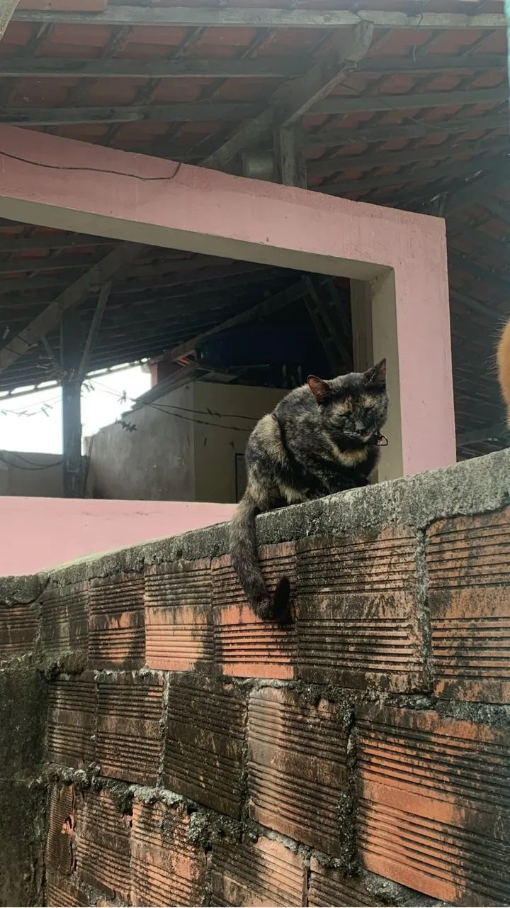 Doação de gatos e cadela - Foto 3