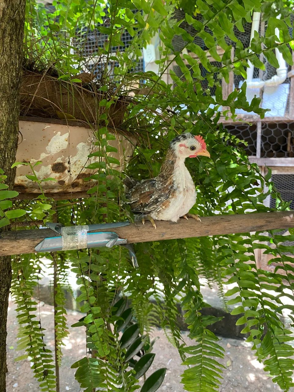 Galinha serama - Foto 4