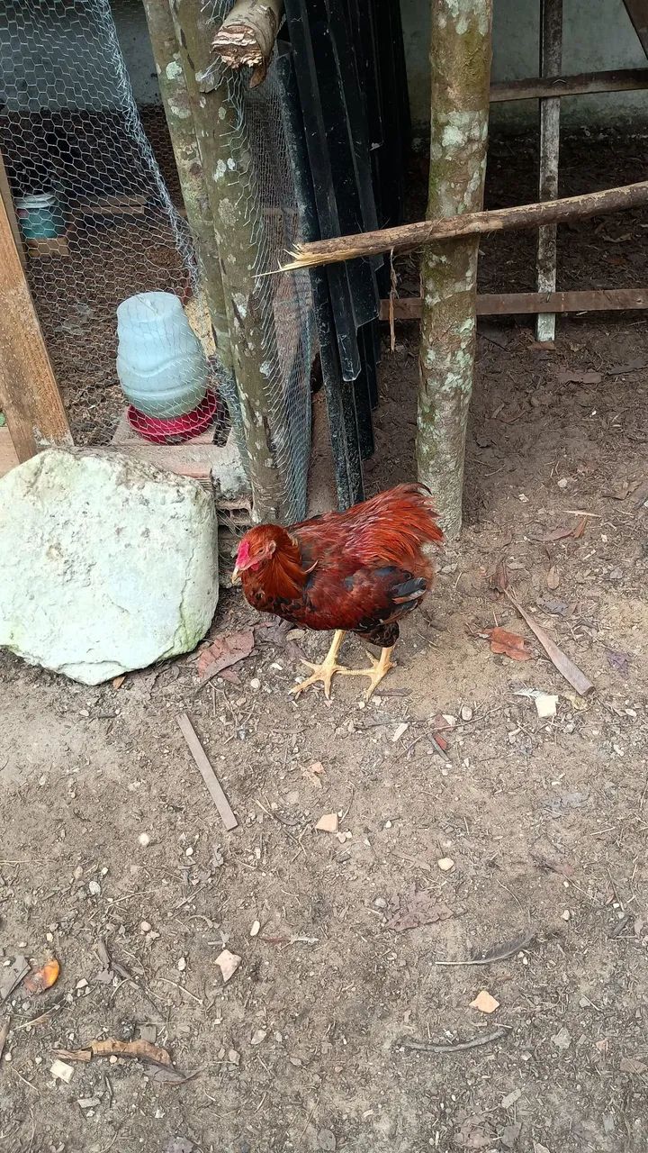 Frangos caipira 
