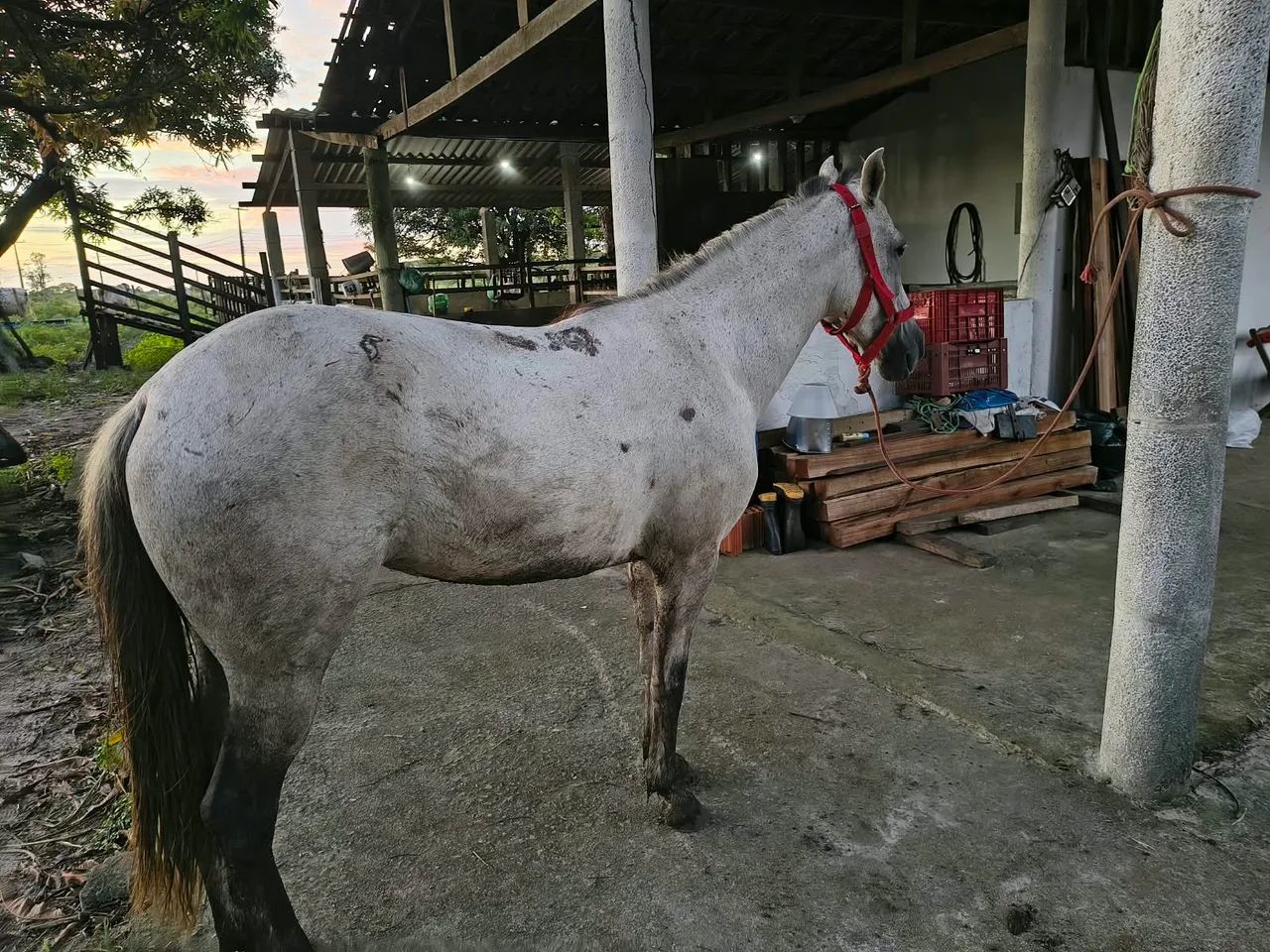 Egua pra vende - Foto 4