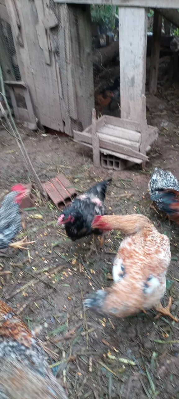 Vende-se Frango caipira  - Foto 4