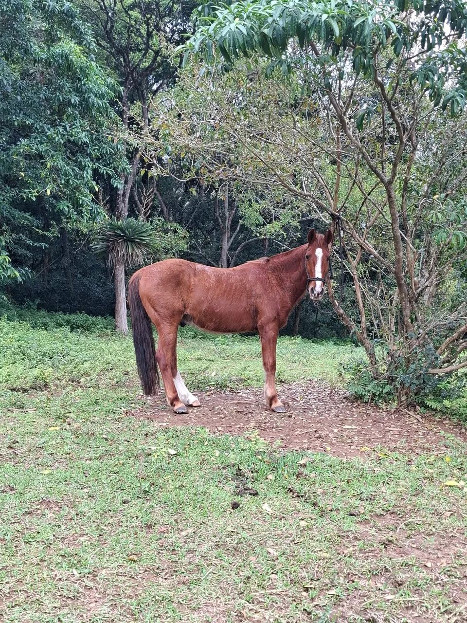 Cavalo  - Foto 3