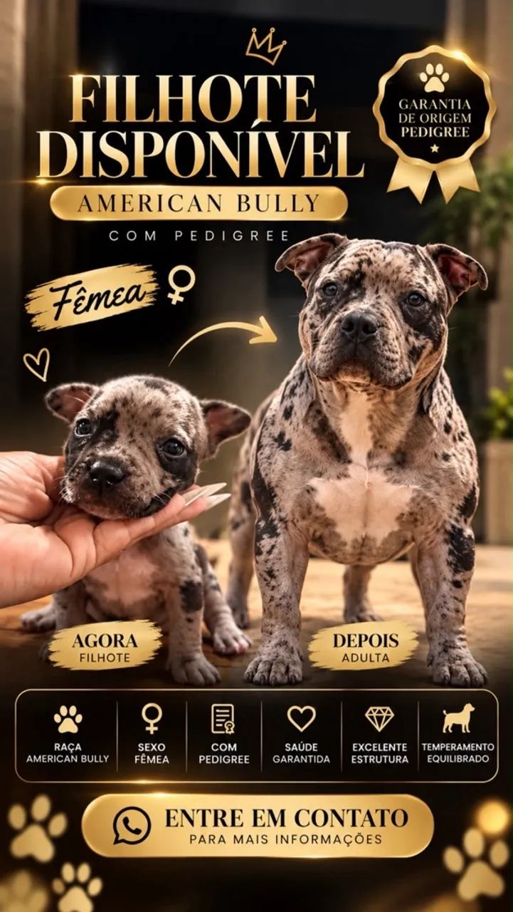 American Bully - Foto 5