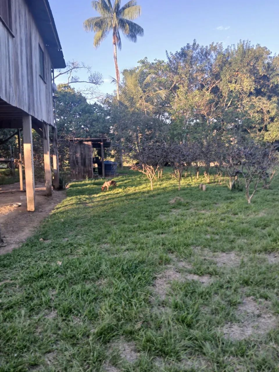 Vendo essa chácara  - Foto 5