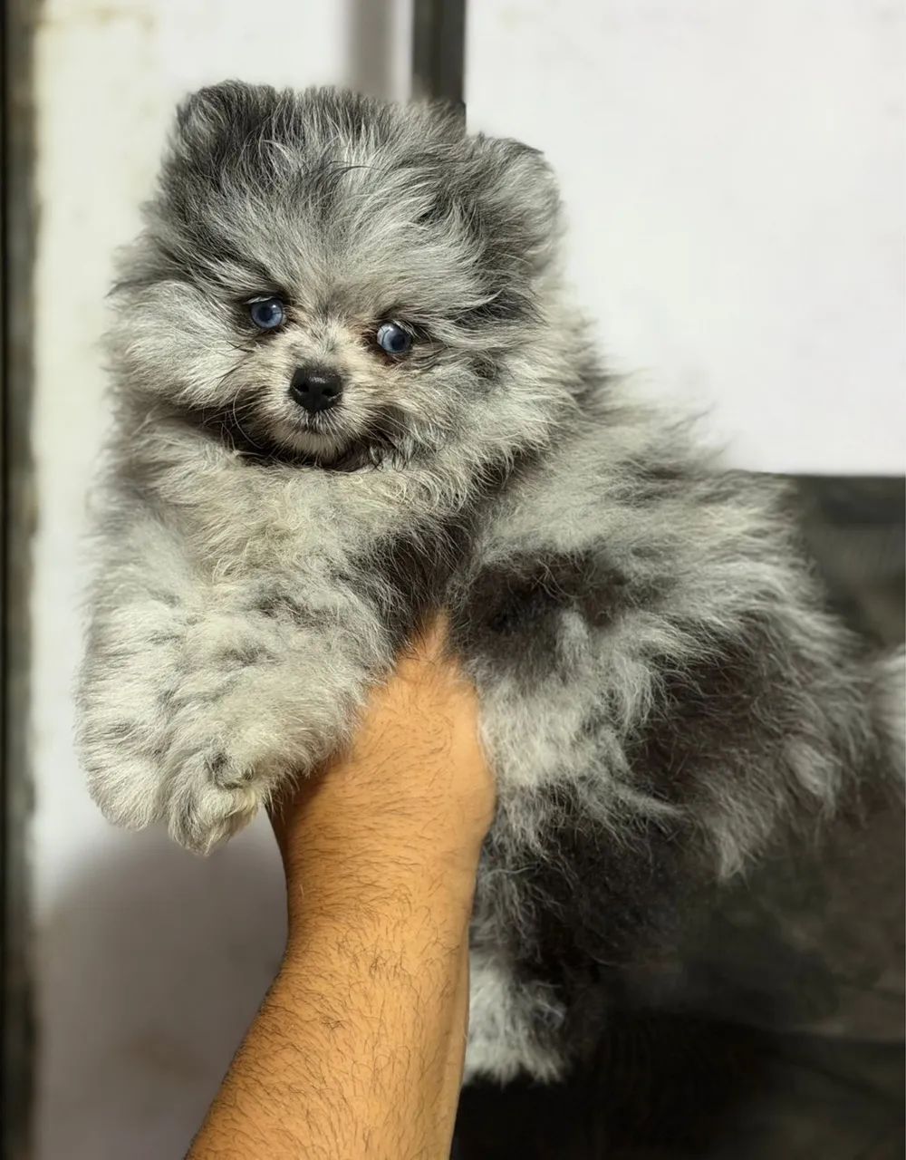 Spitz alemão merle- microchip vacina e pedigree