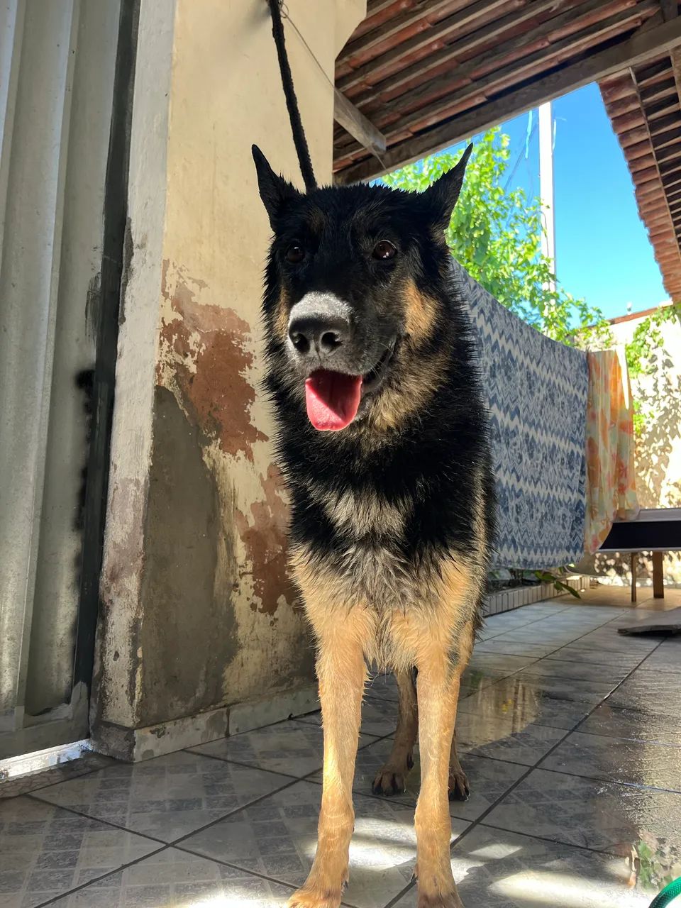 Cruzar Pastor capa preta macho  - Foto 3