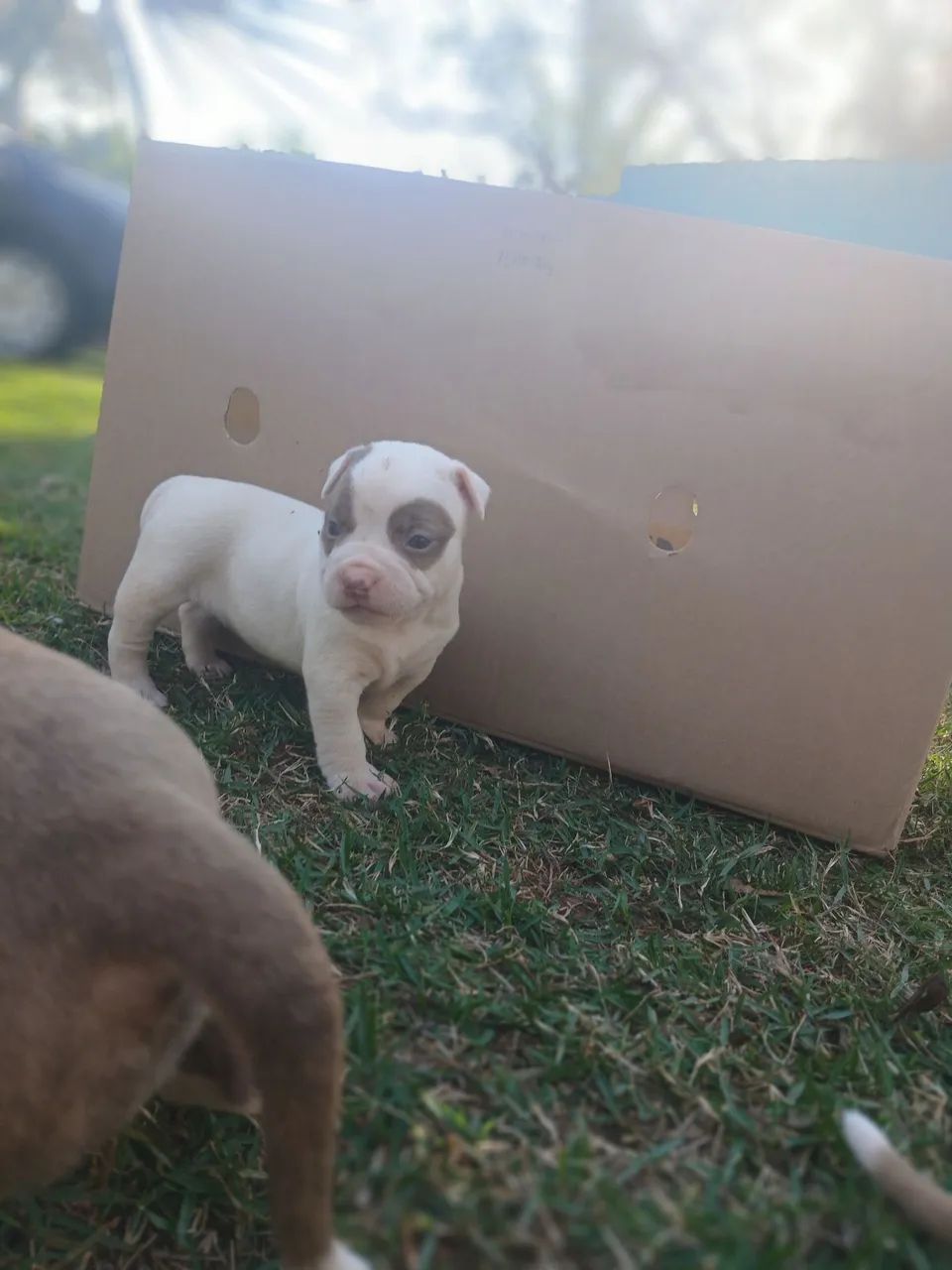 Filhotes de American bully disponível R$1500 Fêmeas R$1400 Macho - Foto 4