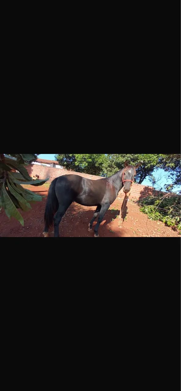 Cavalo quarto de milha 