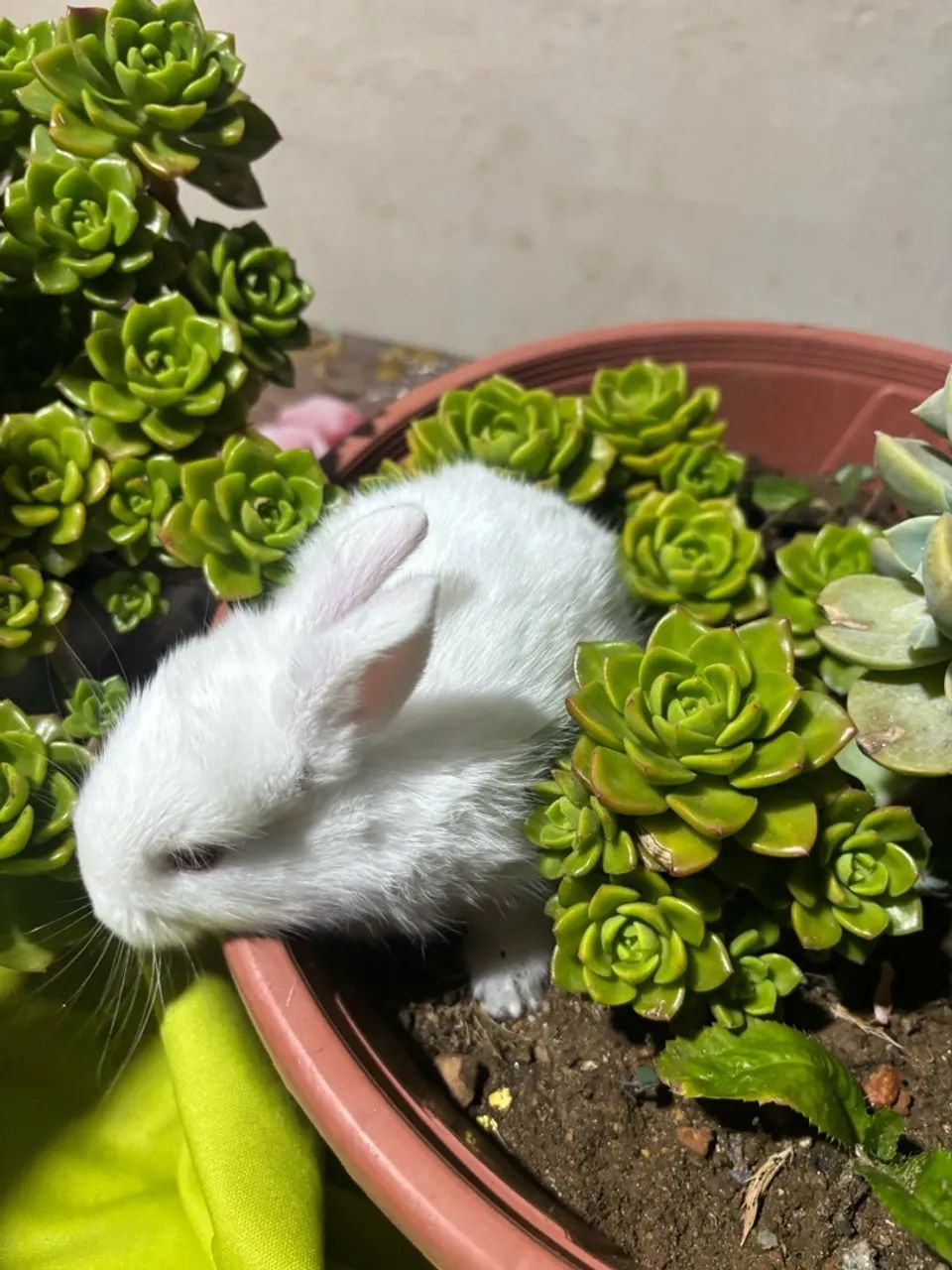 Coelho - Foto 3