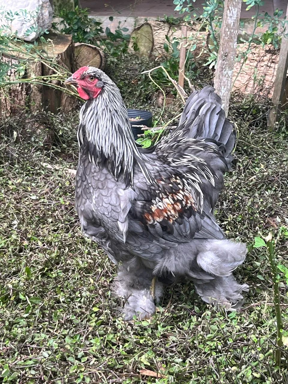 Galo Brahma Salmon azul 
