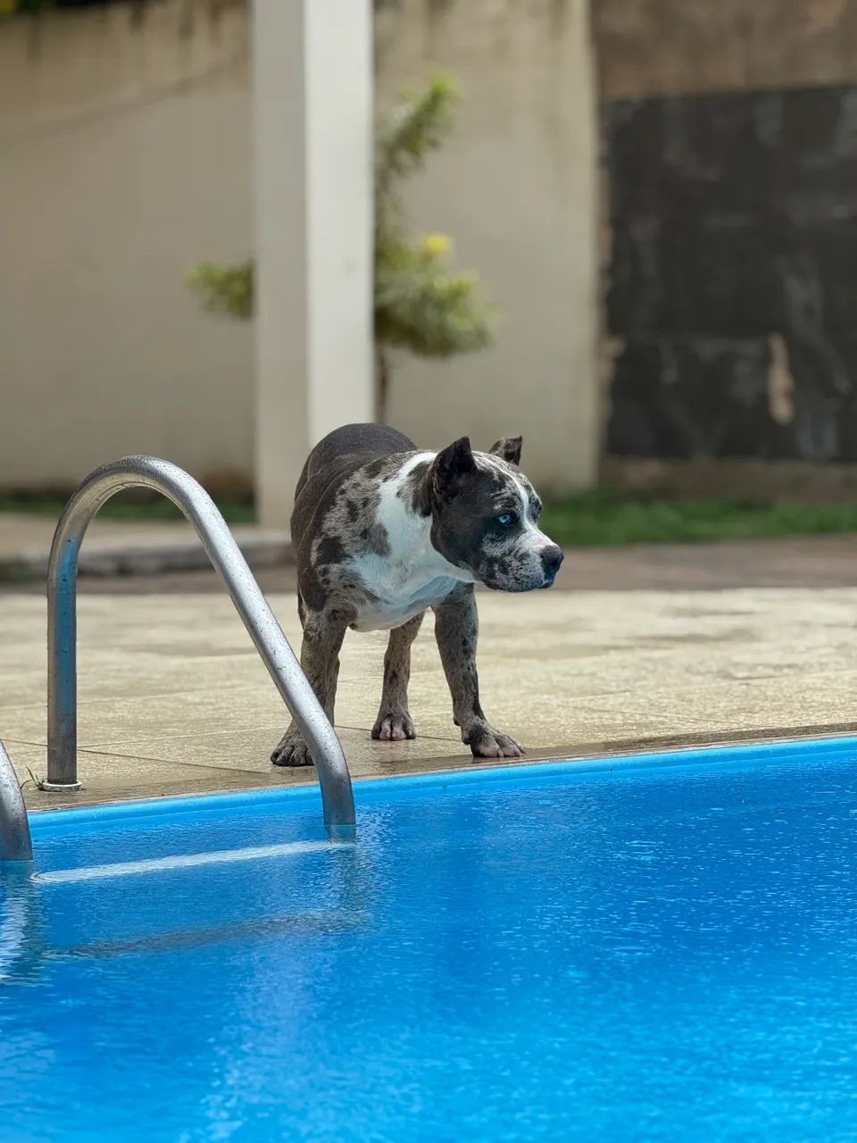 American Bully - Foto 2