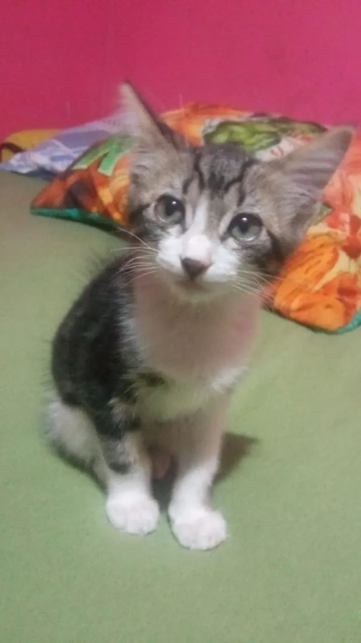 Gatinho  - Foto 2