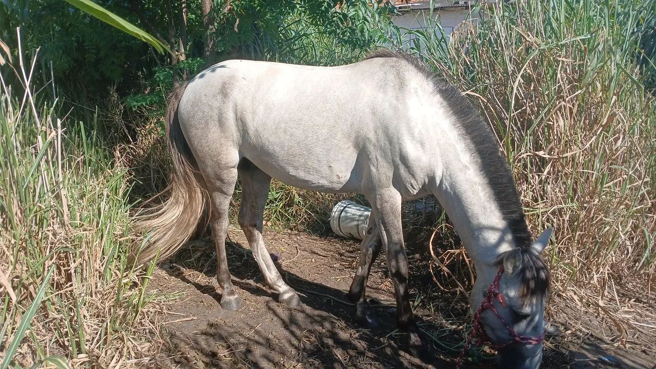 Vendo coberturas - Foto 2