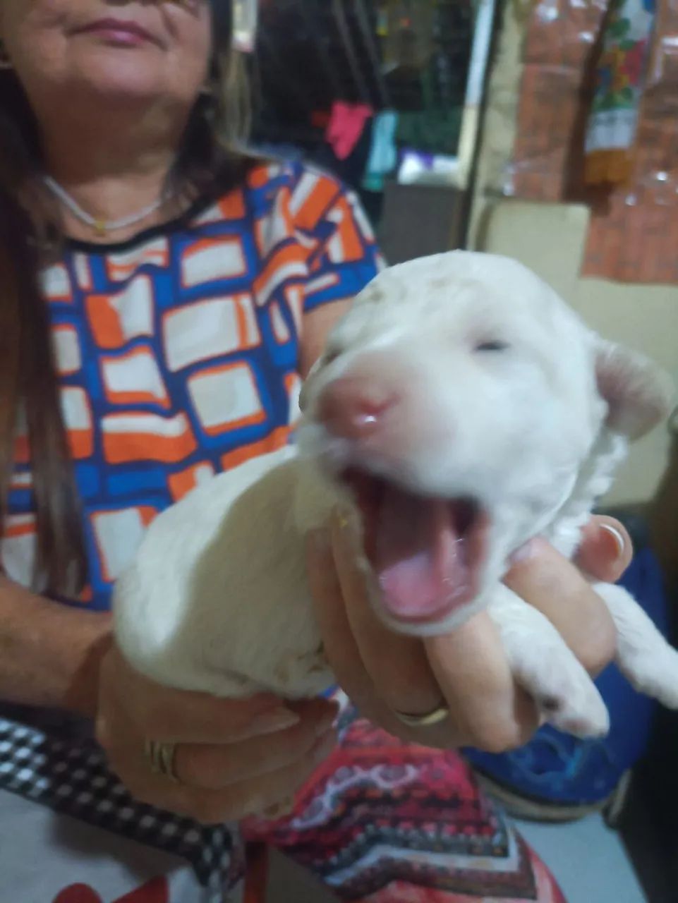 Filhotes de Poodle n° 1  - Foto 4