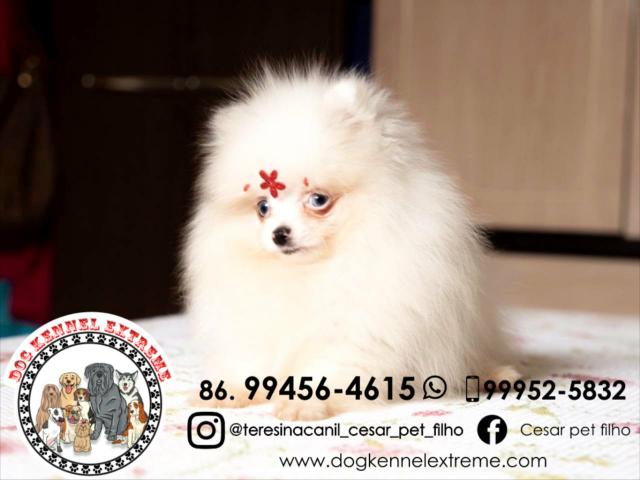 Spitz Alemão Anão Canil Teresina Lulu Da Pomerânia