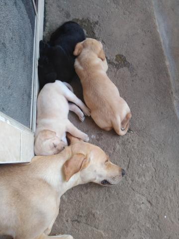 Vende_se filhotes de labrador - Foto 4