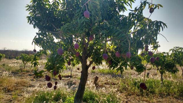 Vendo ou troco chácara na estrada da adutora - Foto 9