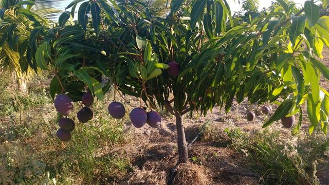 Vendo ou troco chácara na estrada da adutora - Foto 11