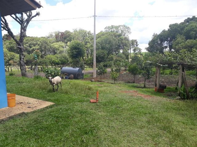 Linda Chácara 24.200 m2 ( 1 Alqueire) com 2 Casas - Palmas PR - Foto 4