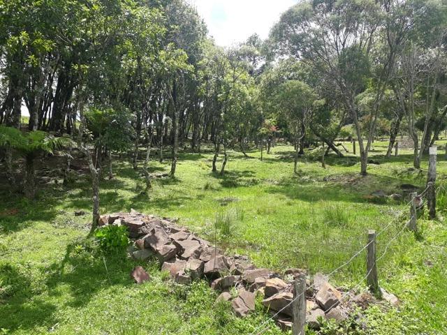 Linda Chácara 24.200 m2 ( 1 Alqueire) com 2 Casas - Palmas PR - Foto 9