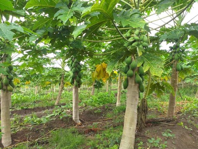 Frutas - Foto 2