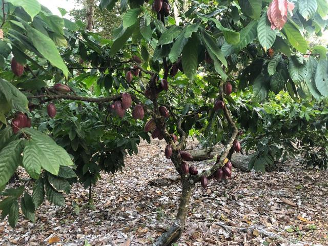 Fazenda produtora de Cacau em Linhares 70mil - Foto 13