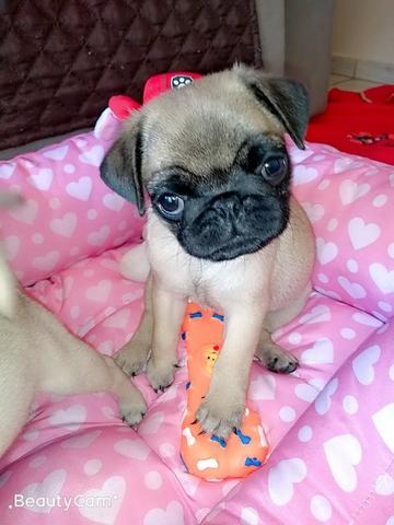Filhotes de Pug - Foto 3