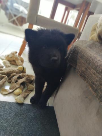 Chow Chow Fêmea - Foto 3
